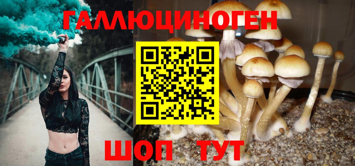 Искитим  Галлюциногенные грибы прущие грибы  Галлюциногенные грибы Psilocybine cubensis  Вход с VPN 